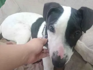 Cachorro raça SRD-ViraLata idade 2 a 6 meses nome Brad