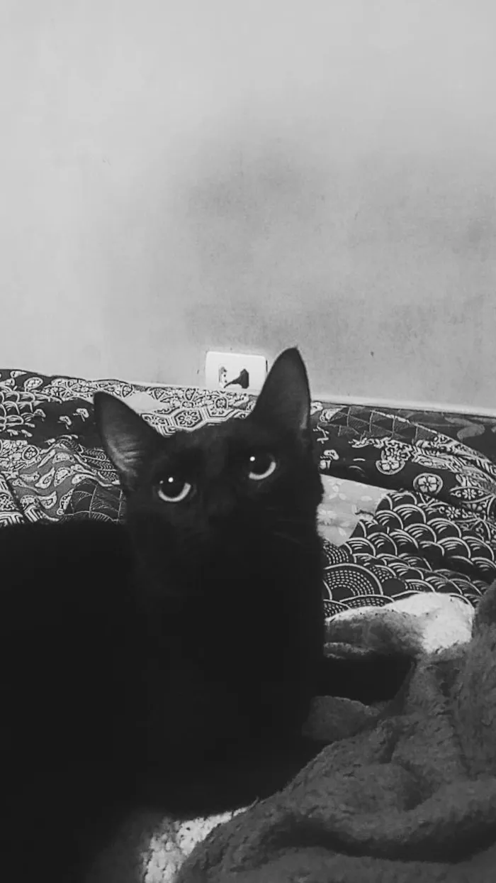 Gato raça SRD-ViraLata idade 7 a 11 meses nome Catnap