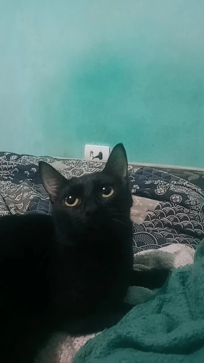 Gato raça SRD-ViraLata idade 7 a 11 meses nome Catnap