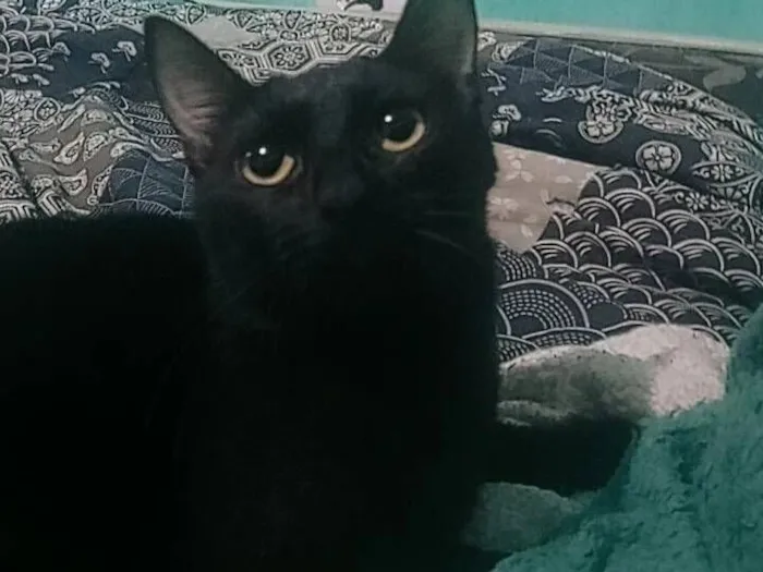 Gato raça SRD-ViraLata idade 7 a 11 meses nome Catnap