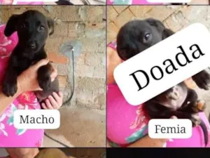 Cachorro raça SRD-ViraLata idade 2 a 6 meses nome Sem nomes