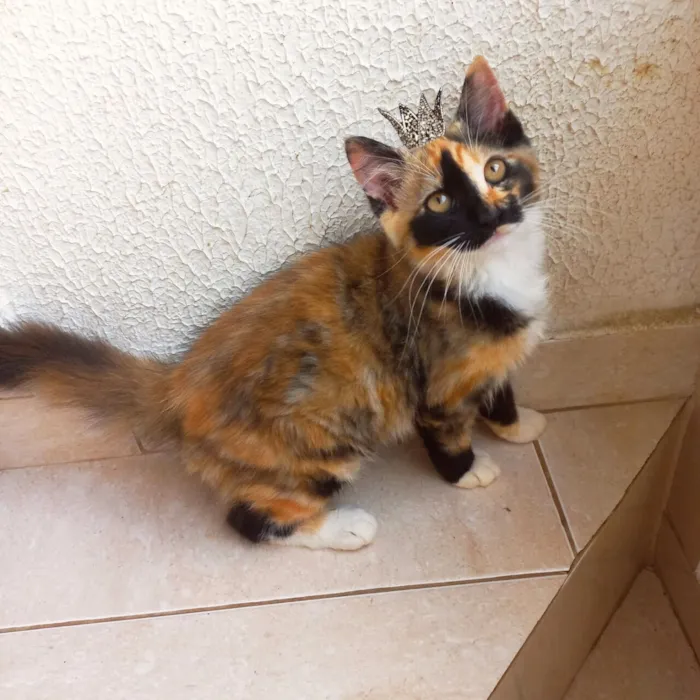 Gato raça SRD-ViraLata idade 2 a 6 meses nome Pistache bb2meses pelo longo 