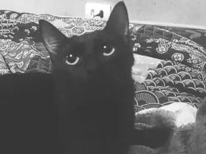 Gato raça SRD-ViraLata idade 7 a 11 meses nome Catnap