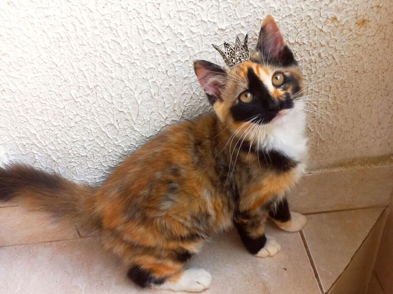 Gato raça SRD-ViraLata idade 2 a 6 meses nome Pistache bb2meses pelo longo 