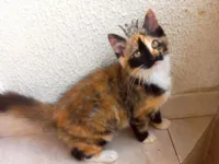 Gato raça SRD-ViraLata idade 2 a 6 meses nome Pistache bb2meses pelo longo 