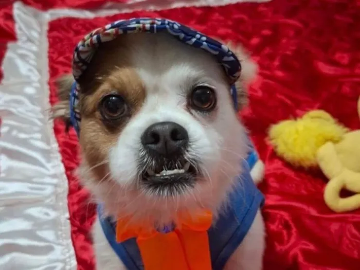 Cachorro raça Shitzu idade 1 ano nome Pingo 