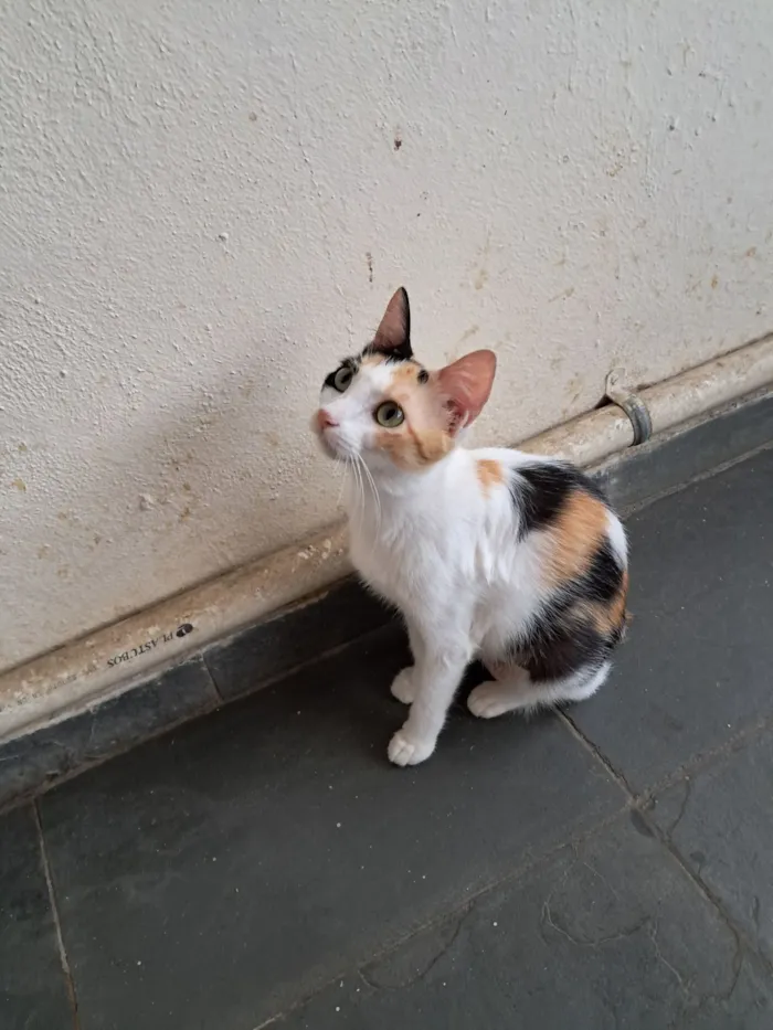 Gato raça SRD-ViraLata idade 1 ano nome Morgana