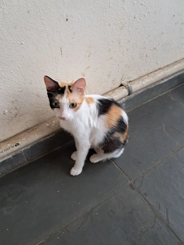 Gato raça SRD-ViraLata idade 1 ano nome Morgana