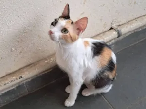 Gato raça SRD-ViraLata idade 1 ano nome Morgana