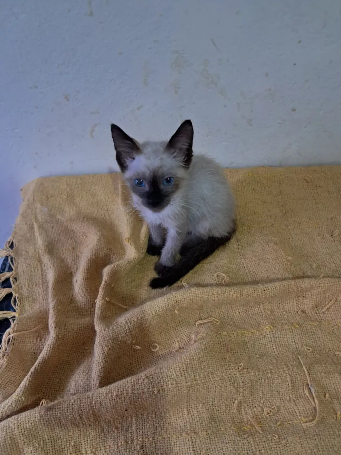 Gato raça SRD-ViraLata idade 2 a 6 meses nome Yago 