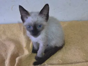 Gato raça SRD-ViraLata idade 2 a 6 meses nome Yago 