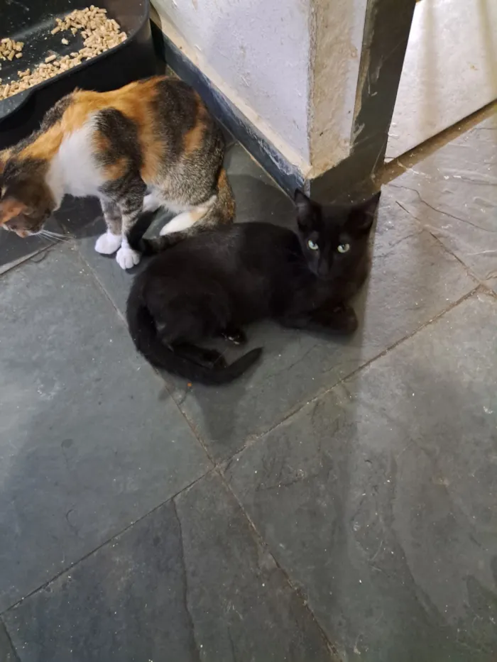 Gato raça SRD-ViraLata idade 2 a 6 meses nome Cida