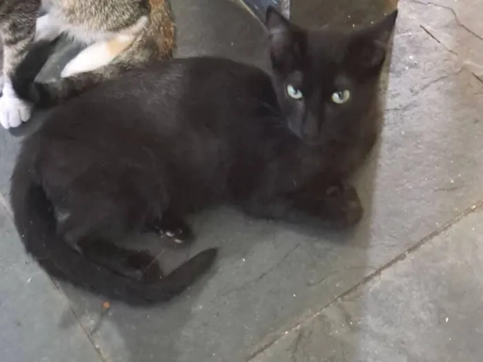 Gato raça SRD-ViraLata idade 2 a 6 meses nome Cida