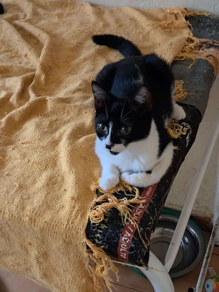 Gato raça SRD-ViraLata idade 2 a 6 meses nome Mona