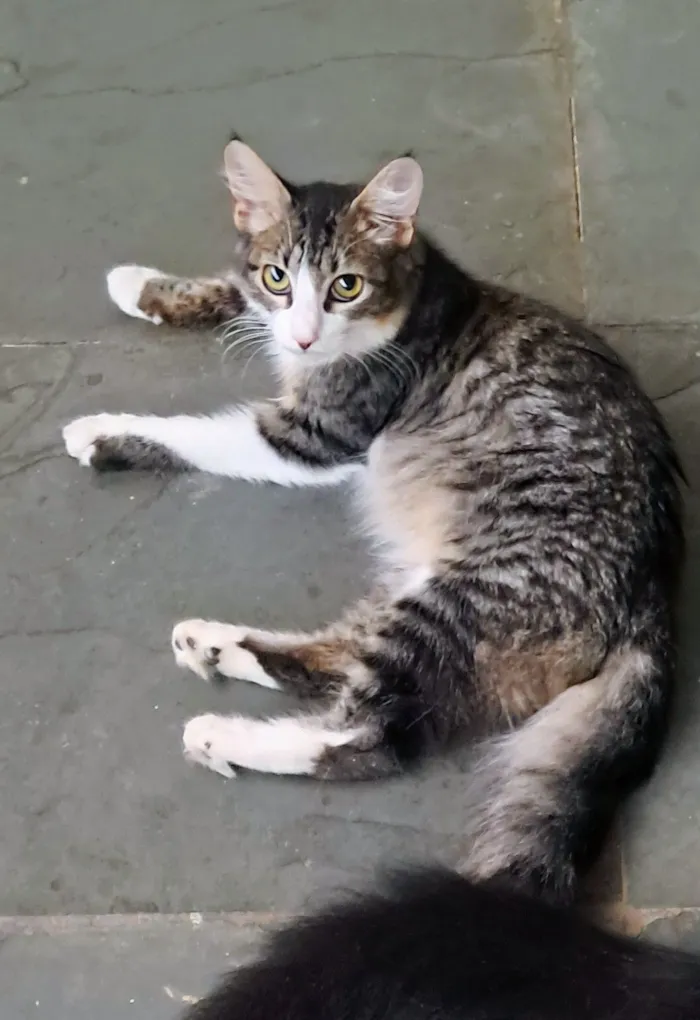 Gato raça SRD-ViraLata idade 2 a 6 meses nome Kyle