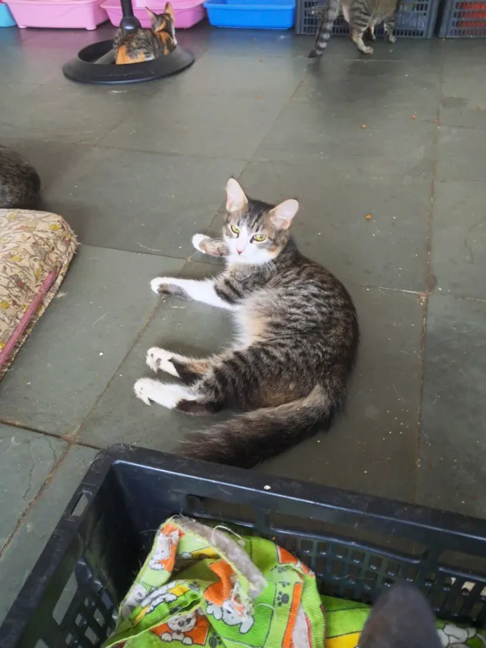 Gato raça SRD-ViraLata idade 2 a 6 meses nome Kyle