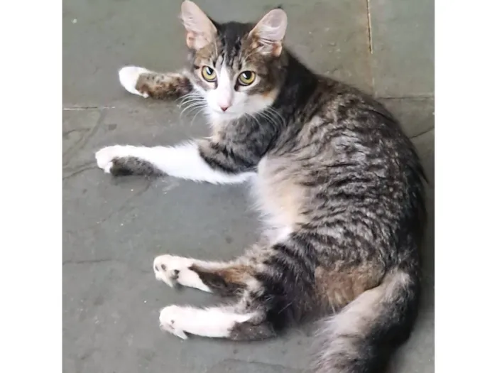 Gato raça SRD-ViraLata idade 2 a 6 meses nome Kyle