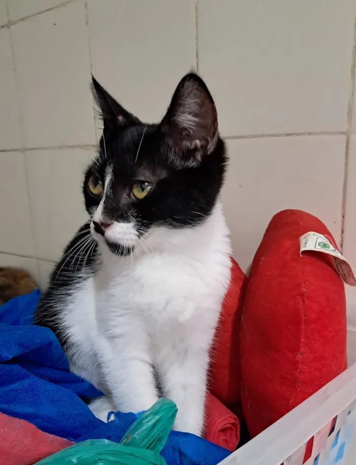Gato raça SRD-ViraLata idade 2 a 6 meses nome Mona