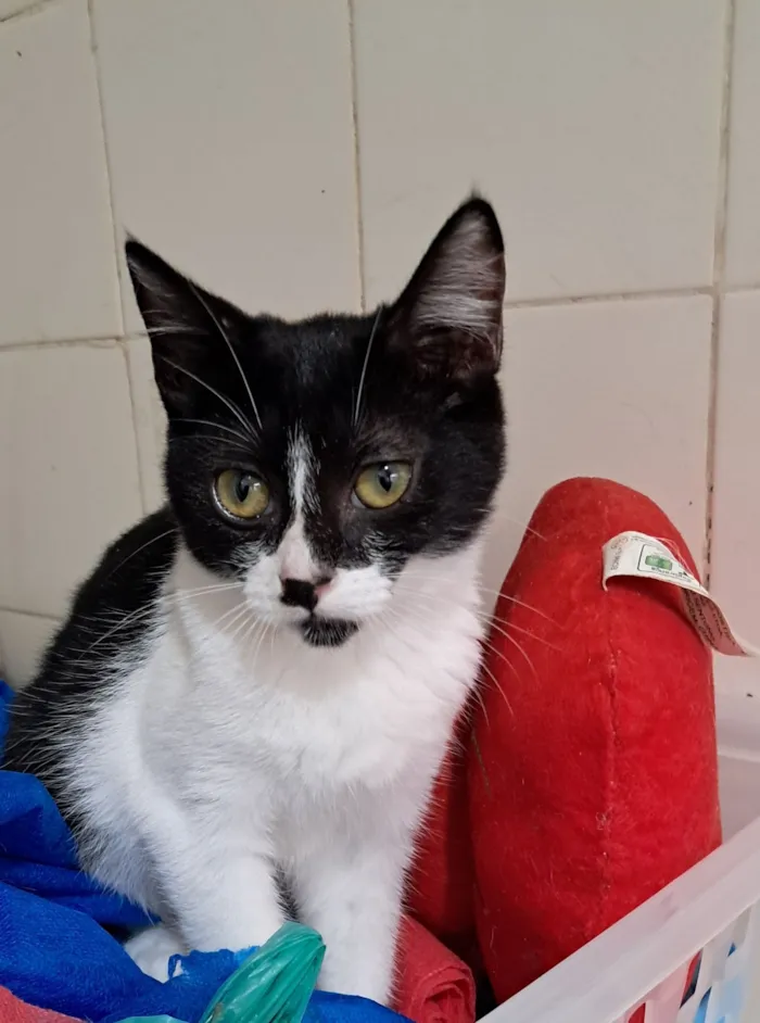 Gato raça SRD-ViraLata idade 2 a 6 meses nome Mona