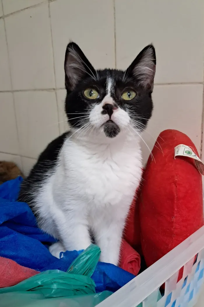 Gato raça SRD-ViraLata idade 2 a 6 meses nome Mona