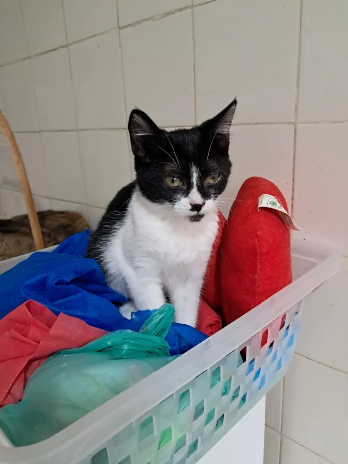 Gato raça SRD-ViraLata idade 2 a 6 meses nome Mona