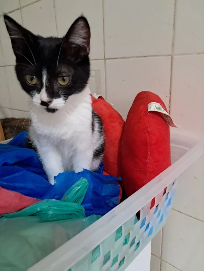 Gato raça SRD-ViraLata idade 2 a 6 meses nome Mona
