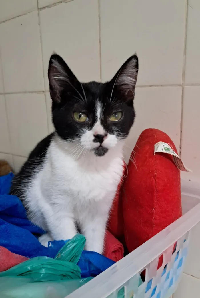 Gato raça SRD-ViraLata idade 2 a 6 meses nome Mona