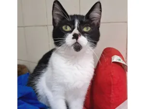 Gato raça SRD-ViraLata idade 2 a 6 meses nome Mona