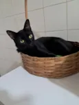 Gato raça SRD-ViraLata idade 7 a 11 meses nome Petunia 