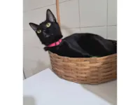 Gato raça SRD-ViraLata idade 7 a 11 meses nome Petunia 