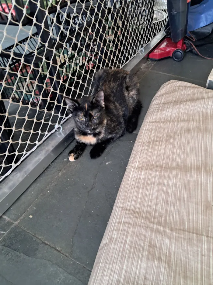 Gato raça SRD-ViraLata idade 7 a 11 meses nome Maya