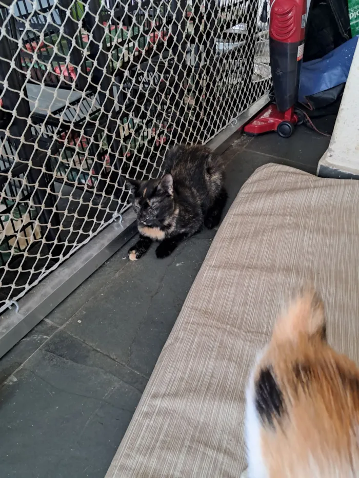 Gato raça SRD-ViraLata idade 7 a 11 meses nome Maya