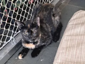 Gato raça SRD-ViraLata idade 7 a 11 meses nome Maya