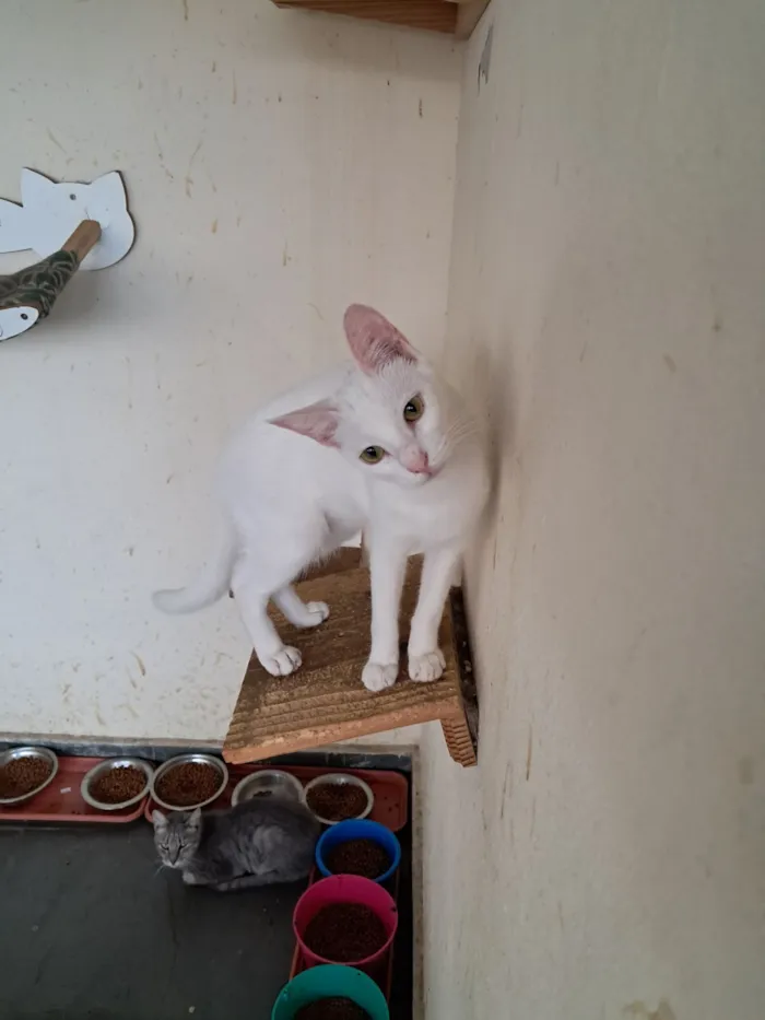 Gato raça SRD-ViraLata idade 7 a 11 meses nome Heitor 