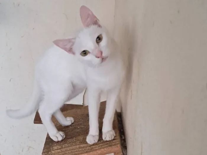 Gato raça SRD-ViraLata idade 7 a 11 meses nome Heitor 