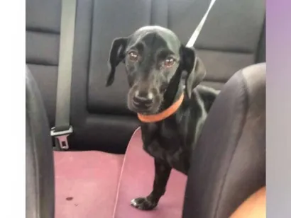 Cachorro raça SRD-ViraLata idade 3 anos nome Flora