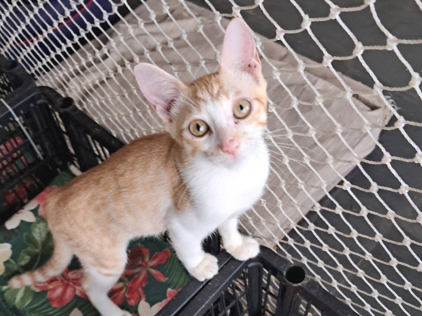 Gato raça SRD-ViraLata idade 2 a 6 meses nome Eliot