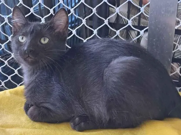 Gato raça SRD-ViraLata idade 2 a 6 meses nome Cida