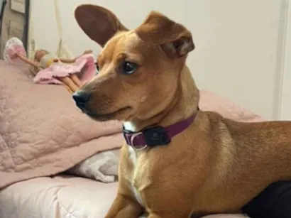 Cachorro raça SRD-ViraLata idade 1 ano nome Doralice