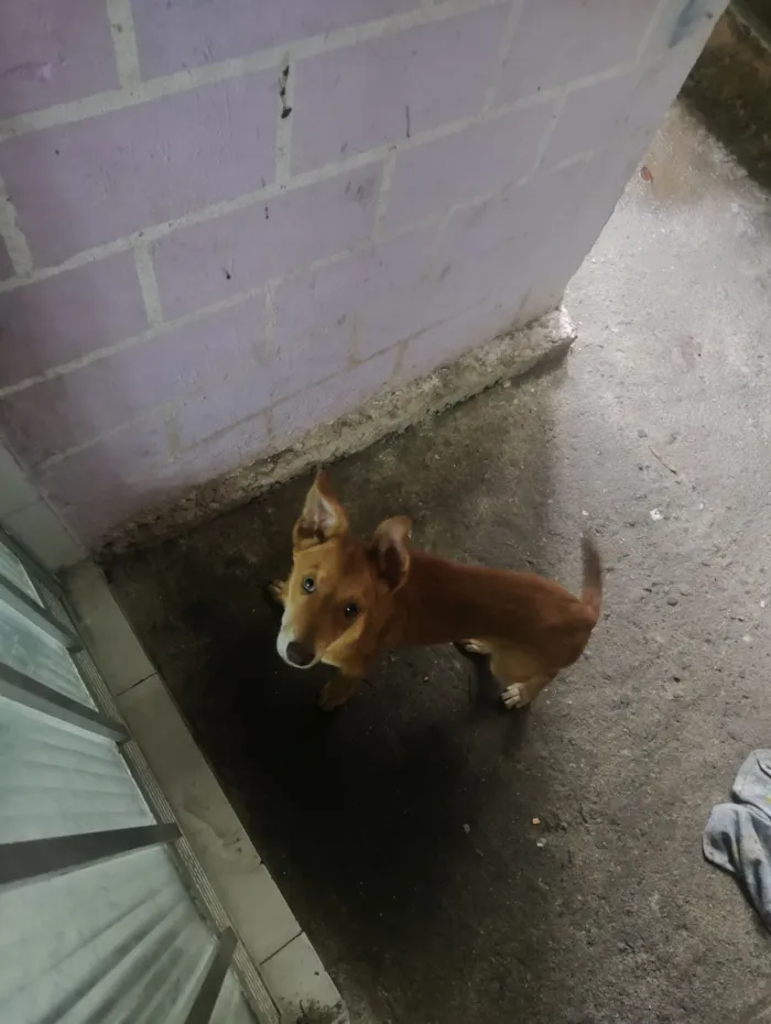 Cachorro raça SRD-ViraLata idade 7 a 11 meses nome bento