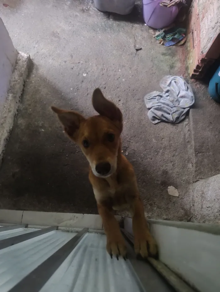 Cachorro raça SRD-ViraLata idade 7 a 11 meses nome bento