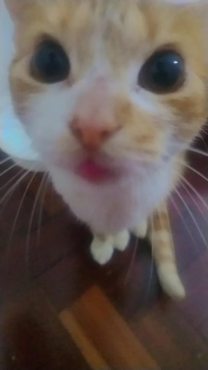 Gato raça SRD-ViraLata idade 6 ou mais anos nome Nala