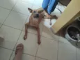 Cachorro raça SRD-ViraLata idade 7 a 11 meses nome Amarela