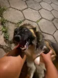 Cachorro raça SRD-ViraLata idade 7 a 11 meses nome Thanos