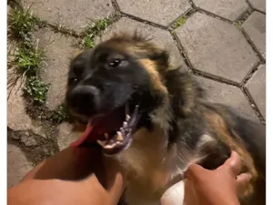 Cachorro raça SRD-ViraLata idade 7 a 11 meses nome Thanos