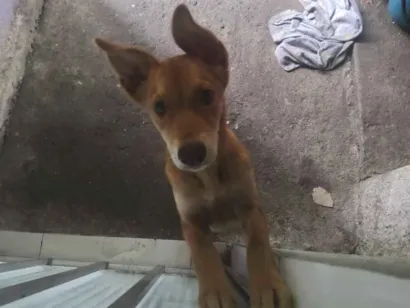 Cachorro raça SRD-ViraLata idade 7 a 11 meses nome bento