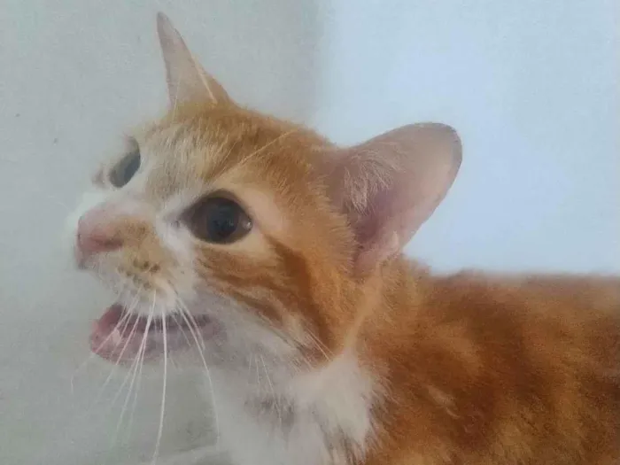 Gato raça SRD-ViraLata idade 6 ou mais anos nome Nala