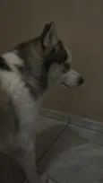 Cachorro raça Husky Siberiano idade 2 a 6 meses nome Apolo