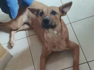Cachorro raça SRD-ViraLata idade 7 a 11 meses nome Amarela