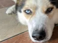 Cachorro raça Husky Siberiano idade 2 a 6 meses nome Apolo